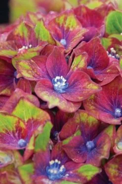 Pistachio Hydrangea - 5 Gallon Pot -Plant Lover House Shop hydrangea macrophylla pistachio 6 1