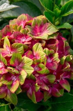 Pistachio Hydrangea - 5 Gallon Pot -Plant Lover House Shop hydrangea macrophylla pistachio 7 1