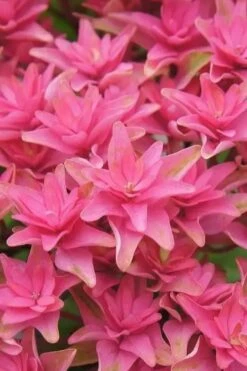 Princess Diana Hydrangea - 3 Gallon Pot -Plant Lover House Shop hydrangea macrophylla princess diana 6