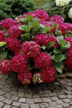 Red Sensation Hydrangea - 3 Gallon Pot -Plant Lover House Shop hydrangea macrophylla red sensation 2