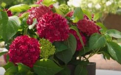 Red Sensation Hydrangea - 3 Gallon Pot -Plant Lover House Shop hydrangea macrophylla red sensation 6