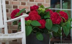 Red Sensation Hydrangea - 3 Gallon Pot -Plant Lover House Shop hydrangea macrophylla red sensation 7
