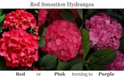 Red Sensation Hydrangea - 3 Gallon Pot -Plant Lover House Shop hydrangea macrophylla red sensation 8