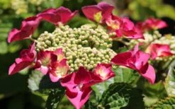 Teller Red Hydrangea - 1 Gallon Pot 13 Teller Red Hydrangea - 1 Gallon Pot -Plant Lover House Shop hydrangea macrophylla teller red 3