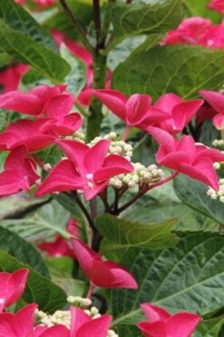 Teller Red Hydrangea - 1 Gallon Pot 11 Teller Red Hydrangea - 1 Gallon Pot -Plant Lover House Shop hydrangea macrophylla teller red 4