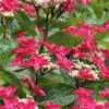 Teller Red Hydrangea - 1 Gallon Pot 2 Teller Red Hydrangea - 1 Gallon Pot -Plant Lover House Shop hydrangea macrophylla tellers red 5
