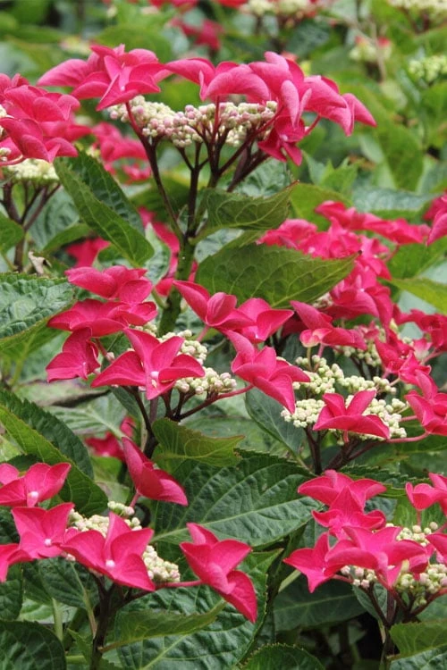 Teller Red Hydrangea - 1 Gallon Pot 3 Teller Red Hydrangea - 1 Gallon Pot