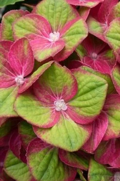 Tilt-A-Swirl Hydrangea - 3 Gallon Pot -Plant Lover House Shop hydrangea macrophylla tilt a swirl 4