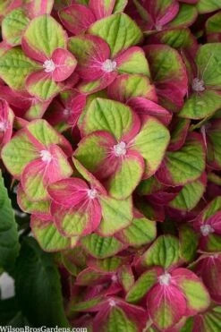 Tilt-A-Swirl Hydrangea - 3 Gallon Pot - SALE -Plant Lover House Shop hydrangea macrophylla tilt a swirl 5 1