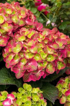 Tilt-A-Swirl Hydrangea - 3 Gallon Pot - SALE -Plant Lover House Shop hydrangea macrophylla tilt a swirl 7 1