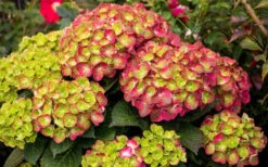 Tilt-A-Swirl Hydrangea - 3 Gallon Pot - SALE -Plant Lover House Shop hydrangea macrophylla tilt a swirl 8 1