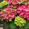 Tilt-A-Swirl Hydrangea - 3 Gallon Pot - SALE 2 Tilt-A-Swirl Hydrangea - 3 Gallon Pot - SALE -Plant Lover House Shop hydrangea macrophylla tilt a swirl 9 1