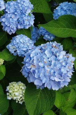 Mini Penny Hydrangea - 1 Gallon Pot -Plant Lover House Shop hydrangea mini penny 500x750202 1