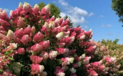 Berry White Panicle Hydrangea - 3 Gallon Pot 15 Berry White Panicle Hydrangea - 3 Gallon Pot -Plant Lover House Shop hydrangea paniculata berry white 4