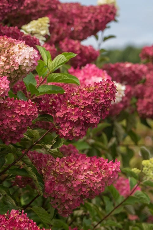 Berry White Panicle Hydrangea - 3 Gallon Pot 10 Berry White Panicle Hydrangea - 3 Gallon Pot - Image 8