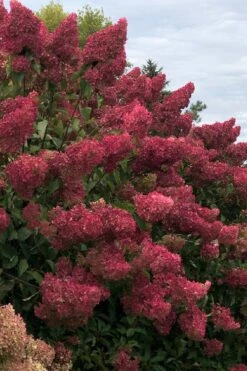 Berry White Panicle Hydrangea - 3 Gallon Pot 19 Berry White Panicle Hydrangea - 3 Gallon Pot -Plant Lover House Shop hydrangea paniculata berry white 7