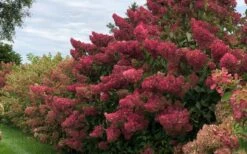Berry White Panicle Hydrangea - 3 Gallon Pot 17 Berry White Panicle Hydrangea - 3 Gallon Pot -Plant Lover House Shop hydrangea paniculata berry white 8