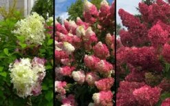 Berry White Panicle Hydrangea - 3 Gallon Pot 14 Berry White Panicle Hydrangea - 3 Gallon Pot -Plant Lover House Shop hydrangea paniculata berry white 9