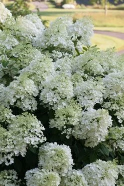 Bobo Hydrangea - 3 Gallon Pot -Plant Lover House Shop hydrangea paniculata bobo 3