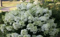 Bobo Hydrangea - 3 Gallon Pot -Plant Lover House Shop hydrangea paniculata bobo 4