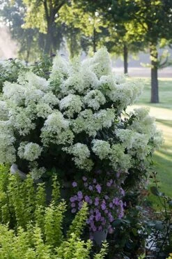 Bobo Hydrangea - 3 Gallon Pot -Plant Lover House Shop hydrangea paniculata bobo 5