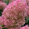 Bobo Hydrangea - 3 Gallon Pot 1 Bobo Hydrangea - 3 Gallon Pot -Plant Lover House Shop hydrangea paniculata bobo 6