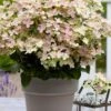Early Evolution Hydrangea - 1 Gallon Pot -Plant Lover House Shop hydrangea paniculata early evolution 1