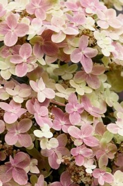 Early Evolution Hydrangea - 1 Gallon Pot -Plant Lover House Shop hydrangea paniculata early evolution 3