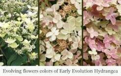 Early Evolution Hydrangea - 1 Gallon Pot -Plant Lover House Shop hydrangea paniculata early evolution 5