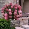 Fire Light Hydrangea - Single Trunk Topiary Tree - 5 Gallon Pot 1 Fire Light Hydrangea - Single Trunk Topiary Tree - 5 Gallon Pot -Plant Lover House Shop hydrangea paniculata fire light tree form standard 2