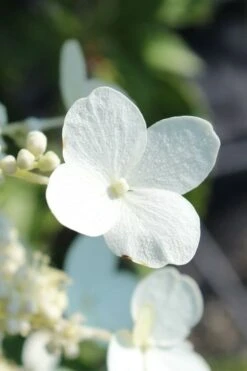 Kyushu Hydrangea - 3 Gallon Pot -Plant Lover House Shop hydrangea paniculata kyushu 23