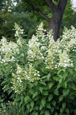 Kyushu Hydrangea - 3 Gallon Pot -Plant Lover House Shop hydrangea paniculata kyushu 5