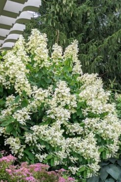 Kyushu Hydrangea - 3 Gallon Pot -Plant Lover House Shop hydrangea paniculata kyushu 7