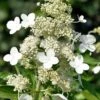 Kyushu Hydrangea - 3 Gallon Pot -Plant Lover House Shop hydrangea paniculata kyushu 8