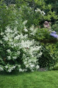 Kyushu Hydrangea - 3 Gallon Pot -Plant Lover House Shop hydrangea paniculata kyushu 9