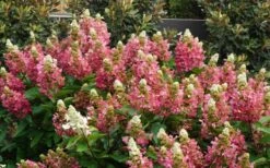 Flare Hydrangea - 3 Gallon Pot 19 Flare Hydrangea - 3 Gallon Pot -Plant Lover House Shop hydrangea paniculata lava lamp flare 11