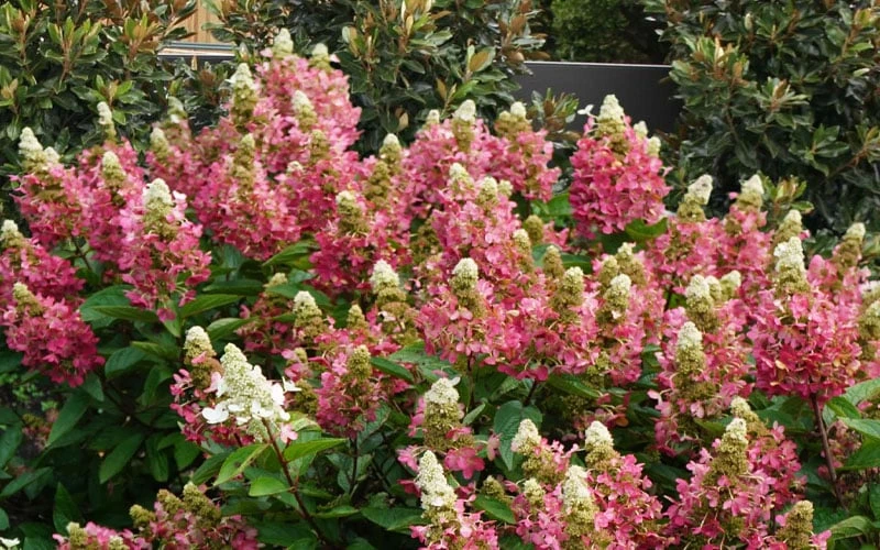 Flare Hydrangea - 3 Gallon Pot 11 Flare Hydrangea - 3 Gallon Pot - Image 9