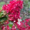 Flare Hydrangea - 3 Gallon Pot 1 Flare Hydrangea - 3 Gallon Pot -Plant Lover House Shop hydrangea paniculata lava lamp flare 15