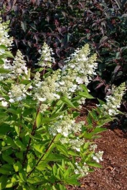 Flare Hydrangea - 3 Gallon Pot 15 Flare Hydrangea - 3 Gallon Pot -Plant Lover House Shop hydrangea paniculata lava lamp flare 17