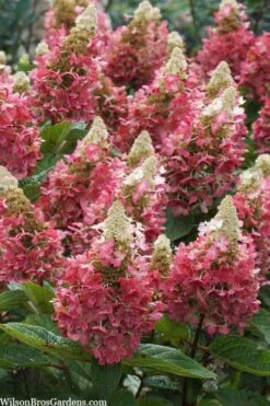 Flare Hydrangea - 3 Gallon Pot 16 Flare Hydrangea - 3 Gallon Pot -Plant Lover House Shop hydrangea paniculata lava lamp flare 3
