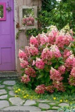 Flare Hydrangea - 3 Gallon Pot 18 Flare Hydrangea - 3 Gallon Pot -Plant Lover House Shop hydrangea paniculata lava lamp flare 4