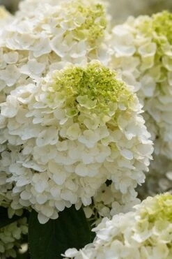 Little Hottie Hydrangea - 3 Gallon Pot -Plant Lover House Shop hydrangea paniculata little hottie 1 1