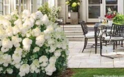 Little Hottie Hydrangea - 2.5 Gallon Pot -Plant Lover House Shop hydrangea paniculata little hottie 5