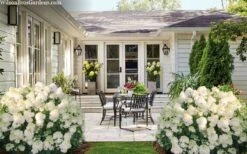 Little Hottie Hydrangea - 2.5 Gallon Pot -Plant Lover House Shop hydrangea paniculata little hottie 7