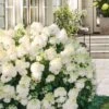 Little Hottie Hydrangea - 3 Gallon Pot 1 Little Hottie Hydrangea - 3 Gallon Pot -Plant Lover House Shop hydrangea paniculata little hottie 8 1