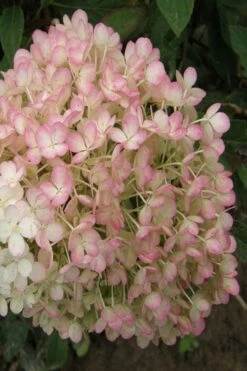 Little Hottie Hydrangea - 2.5 Gallon Pot -Plant Lover House Shop hydrangea paniculata little hottie 9