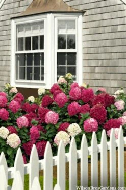 Little Lime Punch Hydrangea - 3 Gallon Pot -Plant Lover House Shop hydrangea paniculata little lime punch 2