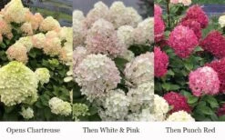 Little Lime Punch Hydrangea - 3 Gallon Pot -Plant Lover House Shop hydrangea paniculata little lime punch 3