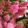 Strawberry Sundae Hydrangea - 1 Gallon Pot -Plant Lover House Shop hydrangea paniculata strawberry sundae 1 1