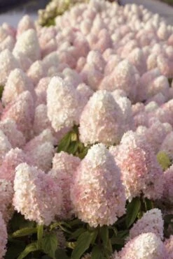 Sweet Summer Panicle Hydrangea - 3 Gallon Pot -Plant Lover House Shop hydrangea paniculata sweet summer 1